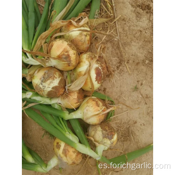 Tamaños 5.0-7.0cm New Crop Yellow Onion